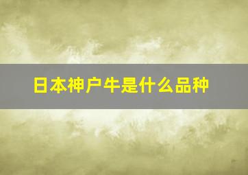 日本神户牛是什么品种