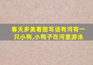 春天多美看图写话有河有一只小狗,小鸭子在河里游泳