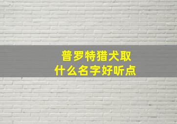 普罗特猎犬取什么名字好听点