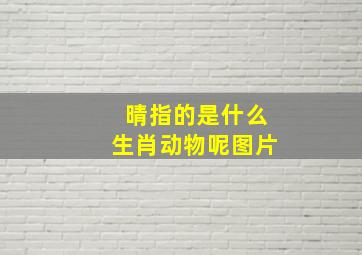 晴指的是什么生肖动物呢图片