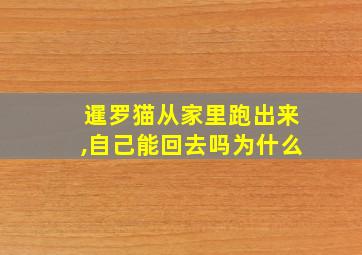 暹罗猫从家里跑出来,自己能回去吗为什么