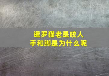 暹罗猫老是咬人手和脚是为什么呢