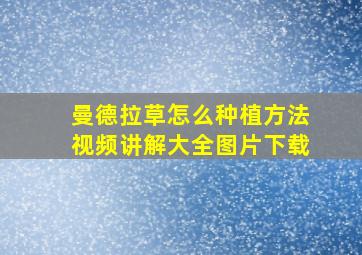 曼德拉草怎么种植方法视频讲解大全图片下载