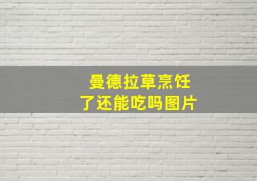 曼德拉草烹饪了还能吃吗图片