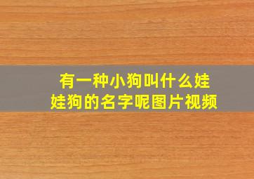 有一种小狗叫什么娃娃狗的名字呢图片视频