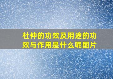 杜仲的功效及用途的功效与作用是什么呢图片