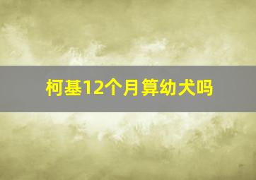 柯基12个月算幼犬吗