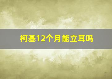 柯基12个月能立耳吗