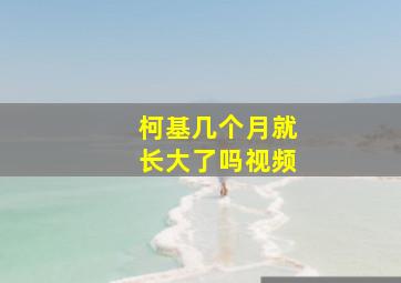 柯基几个月就长大了吗视频