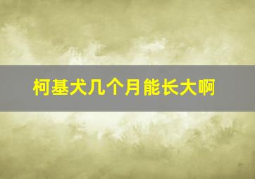 柯基犬几个月能长大啊