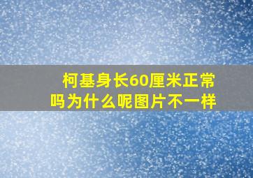 柯基身长60厘米正常吗为什么呢图片不一样