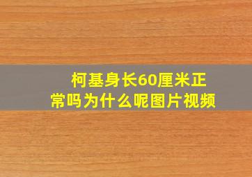 柯基身长60厘米正常吗为什么呢图片视频