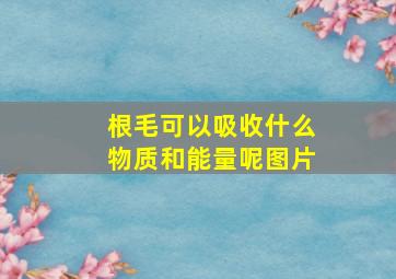 根毛可以吸收什么物质和能量呢图片