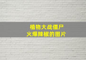 植物大战僵尸火爆辣椒的图片