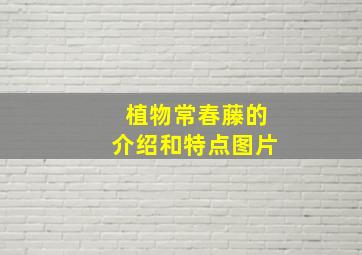 植物常春藤的介绍和特点图片