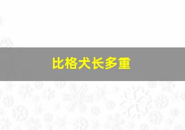 比格犬长多重