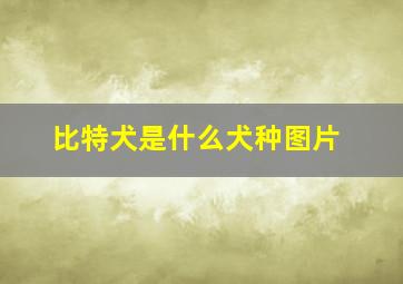 比特犬是什么犬种图片