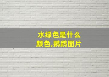 水绿色是什么颜色,鹦鹉图片