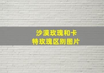 沙漠玫瑰和卡特玫瑰区别图片