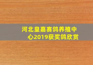 河北皇嘉赛鸽养殖中心2019获奖鸽欣赏