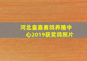 河北皇嘉赛鸽养殖中心2019获奖鸽照片