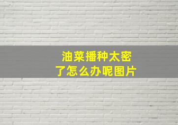 油菜播种太密了怎么办呢图片