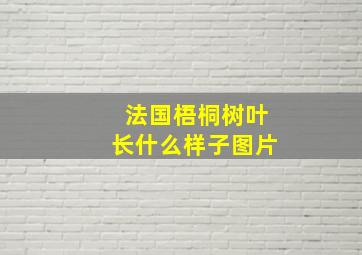 法国梧桐树叶长什么样子图片