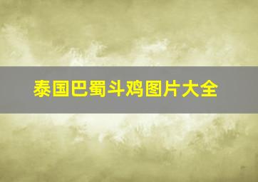 泰国巴蜀斗鸡图片大全