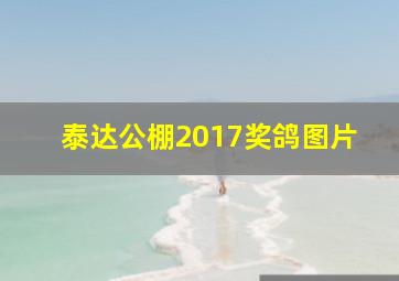 泰达公棚2017奖鸽图片