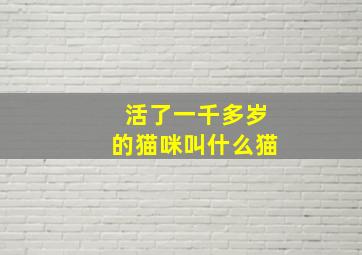 活了一千多岁的猫咪叫什么猫