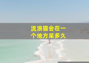 流浪猫会在一个地方呆多久