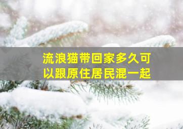 流浪猫带回家多久可以跟原住居民混一起