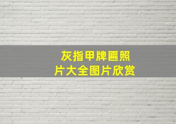 灰指甲牌匾照片大全图片欣赏