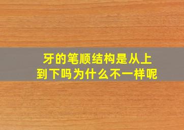 牙的笔顺结构是从上到下吗为什么不一样呢