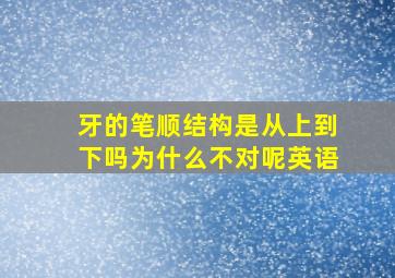 牙的笔顺结构是从上到下吗为什么不对呢英语