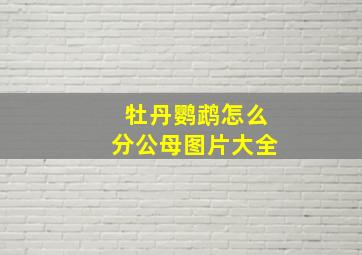 牡丹鹦鹉怎么分公母图片大全