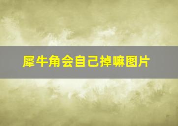 犀牛角会自己掉嘛图片