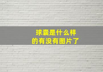 球囊是什么样的有没有图片了