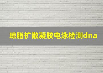 琼脂扩散凝胶电泳检测dna