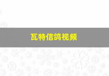 瓦特信鸽视频