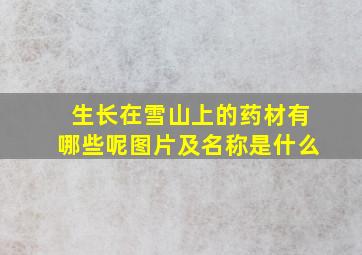 生长在雪山上的药材有哪些呢图片及名称是什么