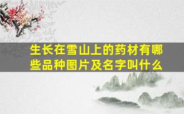 生长在雪山上的药材有哪些品种图片及名字叫什么