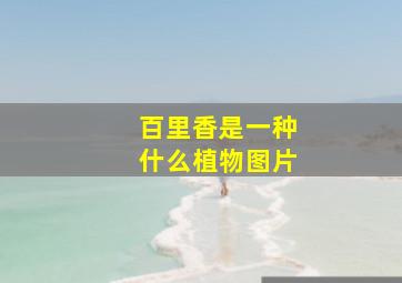 百里香是一种什么植物图片