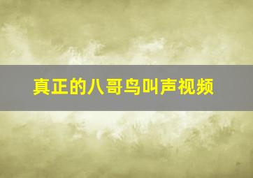 真正的八哥鸟叫声视频