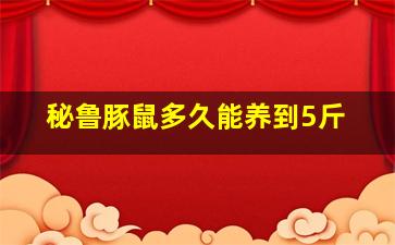 秘鲁豚鼠多久能养到5斤