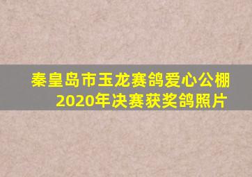 秦皇岛市玉龙赛鸽爱心公棚2020年决赛获奖鸽照片