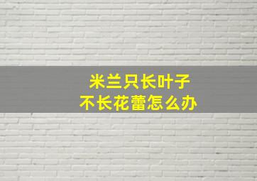 米兰只长叶子不长花蕾怎么办