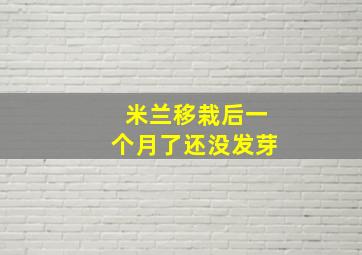 米兰移栽后一个月了还没发芽