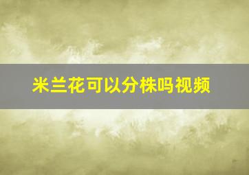 米兰花可以分株吗视频