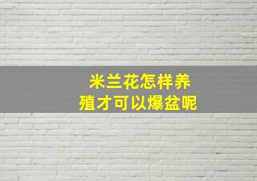 米兰花怎样养殖才可以爆盆呢